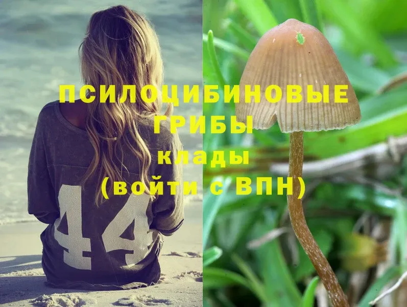 Галлюциногенные грибы Psilocybe Заринск